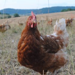 Frische Suppenhühner zu verkaufen!